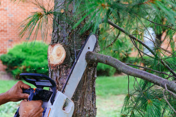 How Our Tree Care Process Works  in  Pueblo, CO